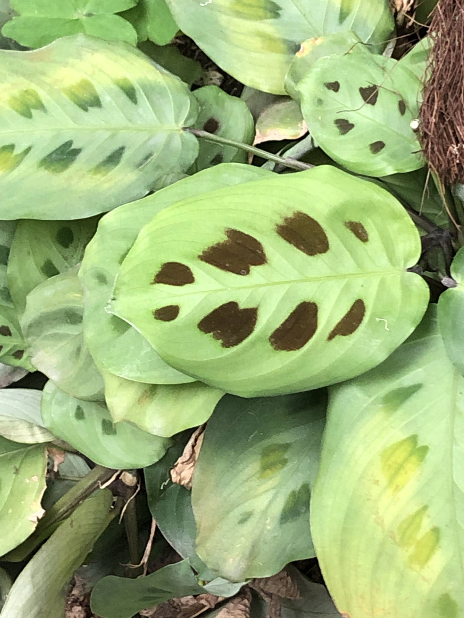 Maranta leuconeura 'Mediovariegata'